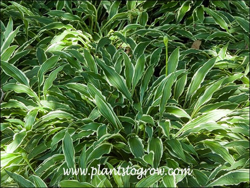 narrow (stiletto-like) leaves with white edge